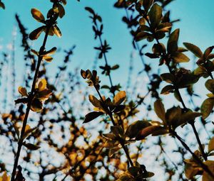 Preview wallpaper branches, leaves, rays