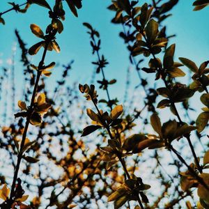 Preview wallpaper branches, leaves, rays
