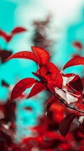 Preview wallpaper branches, leaves, red, plant