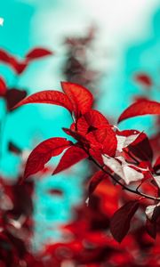 Preview wallpaper branches, leaves, red, plant