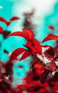 Preview wallpaper branches, leaves, red, plant