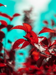 Preview wallpaper branches, leaves, red, plant
