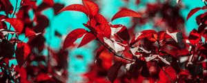 Preview wallpaper branches, leaves, red, plant