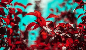 Preview wallpaper branches, leaves, red, plant