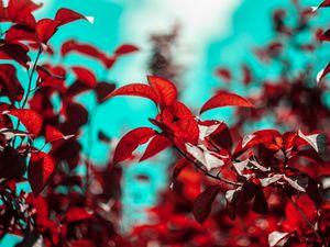 Preview wallpaper branches, leaves, red, plant