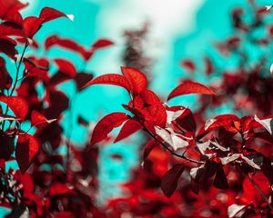 Preview wallpaper branches, leaves, red, plant