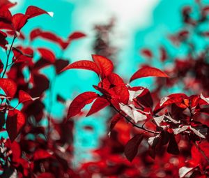 Preview wallpaper branches, leaves, red, plant