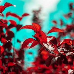 Preview wallpaper branches, leaves, red, plant