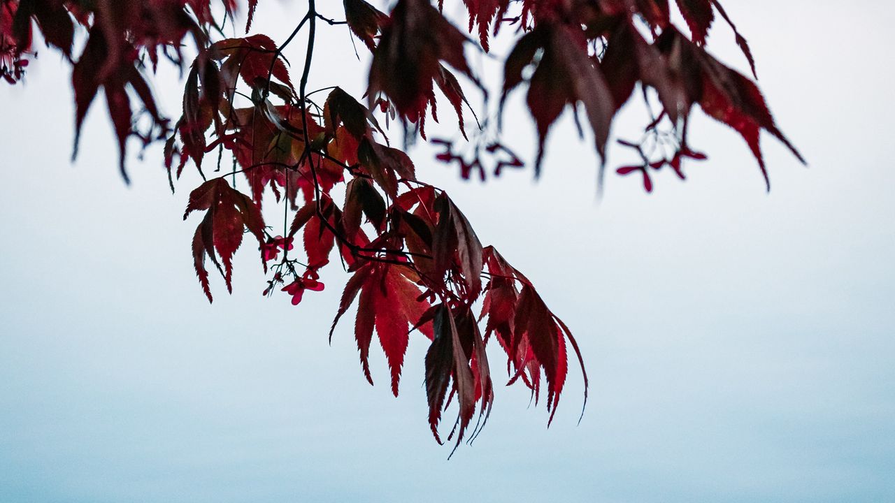 Wallpaper branches, leaves, red, water, nature
