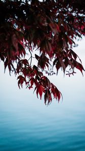 Preview wallpaper branches, leaves, red, water, nature