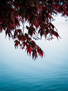 Preview wallpaper branches, leaves, red, water, nature