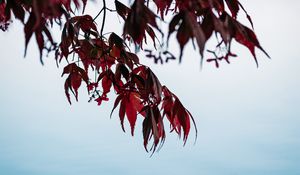 Preview wallpaper branches, leaves, red, water, nature
