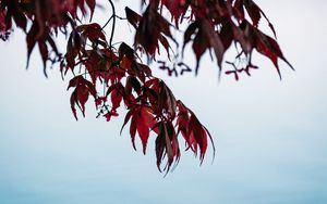 Preview wallpaper branches, leaves, red, water, nature