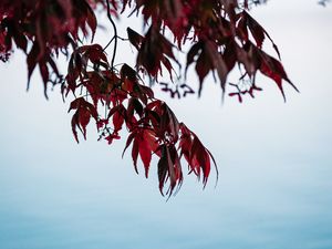 Preview wallpaper branches, leaves, red, water, nature