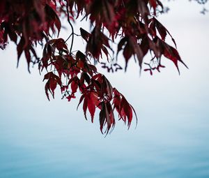 Preview wallpaper branches, leaves, red, water, nature
