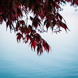 Preview wallpaper branches, leaves, red, water, nature
