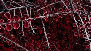 Preview wallpaper branches, leaves, red, macro, plant