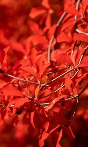 Preview wallpaper branches, leaves, red, macro
