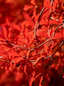 Preview wallpaper branches, leaves, red, macro