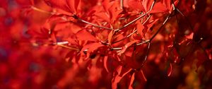 Preview wallpaper branches, leaves, red, macro