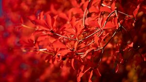 Preview wallpaper branches, leaves, red, macro