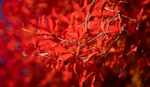 Preview wallpaper branches, leaves, red, macro