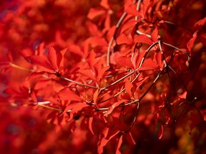 Preview wallpaper branches, leaves, red, macro