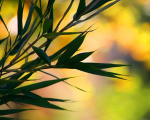 Preview wallpaper branches, leaves, reflections