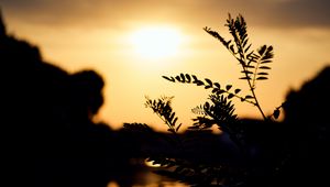 Preview wallpaper branches, leaves, silhouettes, twilight, dark