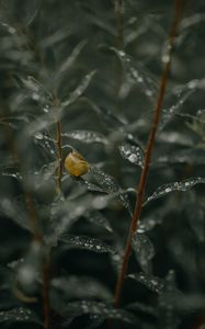 Preview wallpaper branches, leaves, snail, wet, drops