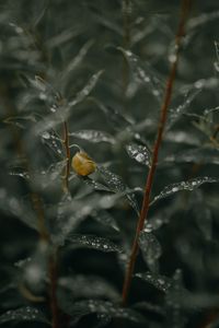 Preview wallpaper branches, leaves, snail, wet, drops