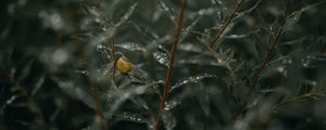 Preview wallpaper branches, leaves, snail, wet, drops