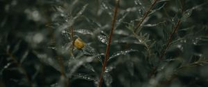 Preview wallpaper branches, leaves, snail, wet, drops