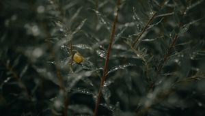 Preview wallpaper branches, leaves, snail, wet, drops