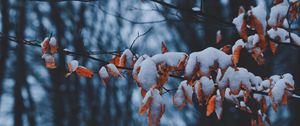 Preview wallpaper branches, leaves, snow, winter