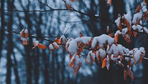 Preview wallpaper branches, leaves, snow, winter