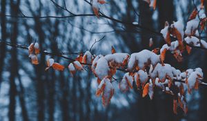 Preview wallpaper branches, leaves, snow, winter