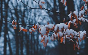 Preview wallpaper branches, leaves, snow, winter