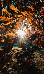 Preview wallpaper branches, leaves, sun, sunlight, rays