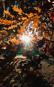 Preview wallpaper branches, leaves, sun, sunlight, rays