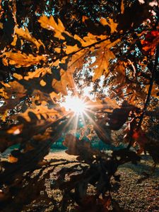 Preview wallpaper branches, leaves, sun, sunlight, rays