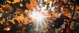 Preview wallpaper branches, leaves, sun, sunlight, rays