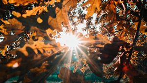 Preview wallpaper branches, leaves, sun, sunlight, rays