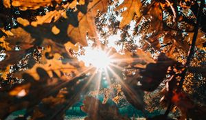 Preview wallpaper branches, leaves, sun, sunlight, rays