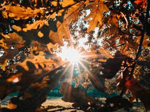 Preview wallpaper branches, leaves, sun, sunlight, rays