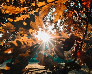 Preview wallpaper branches, leaves, sun, sunlight, rays