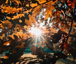 Preview wallpaper branches, leaves, sun, sunlight, rays
