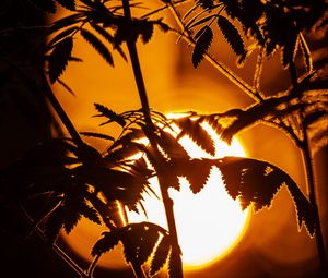 Preview wallpaper branches, leaves, sun, silhouette