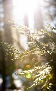 Preview wallpaper branches, leaves, sun, rays, light, macro