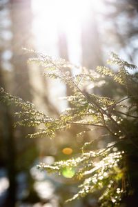 Preview wallpaper branches, leaves, sun, rays, light, macro